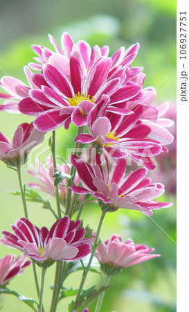 赤い菊の花　花(10月)キク(菊)06V9.16 106927751