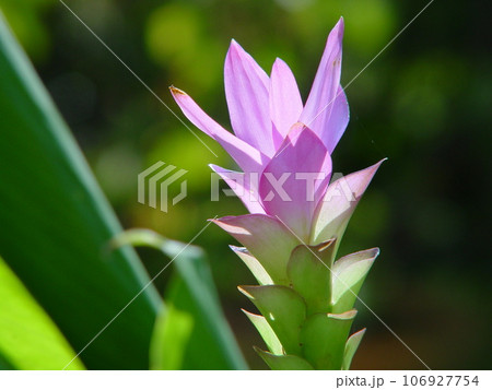 ピンク色のクルクマの花　花(10月)クルクマ(ハナウコン)04H4.3 106927754