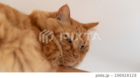 見つめる猫　茶トラ猫 106928128