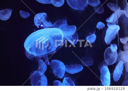 幻想的に光るクラゲ1 106928129