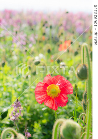 花畑の一輪の赤い花 106928130