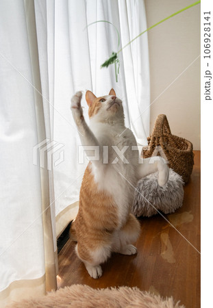 おもちゃで遊ぶ猫　茶トラ白 106928141