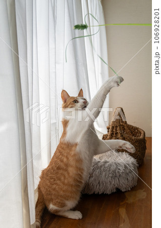 おもちゃで遊ぶ猫 茶トラ白 おもちゃで遊ぶ猫 茶トラ白 106928201