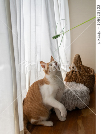 おもちゃで遊ぶ猫　茶トラ白 106928202