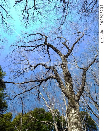 早春のクヌギの枯れ木と青空 106928233