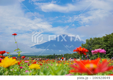 富士山とお花畑 富士山とお花畑 106928649