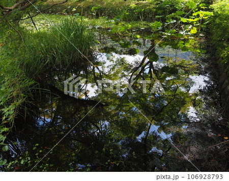 水面に映る幻想的な青もみじ 水面に映る幻想的な青もみじ 106928793