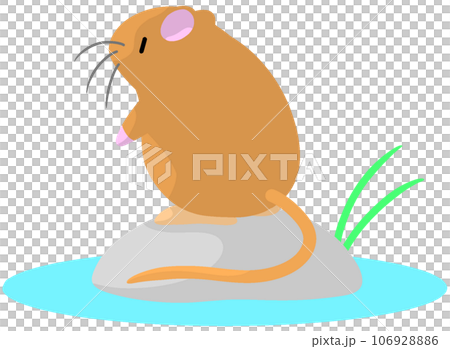 ミズハタネズミ ミズハタネズミ 106928886