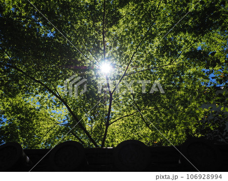 幻想的な夏の木漏れ日 幻想的な夏の木漏れ日 106928994