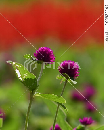 赤いボンボンの花 106929107