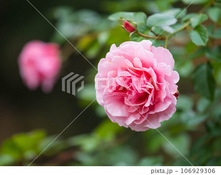 美しく華やかなピンクの薔薇 106929306