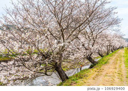 琴海戸根川の桜 【長崎市】 琴海戸根川の桜 【長崎市】 106929400