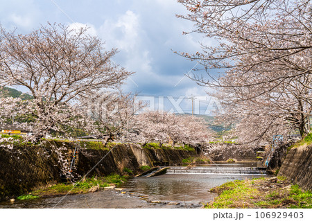琴海戸根川の桜 【長崎市】 琴海戸根川の桜 【長崎市】 106929403