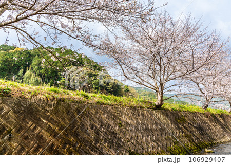 琴海戸根川の桜　【長崎市】 106929407