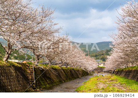 琴海戸根川の桜 【長崎市】 琴海戸根川の桜 【長崎市】 106929414