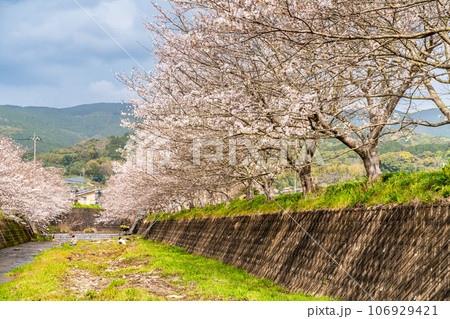 琴海戸根川の桜 【長崎市】 琴海戸根川の桜 【長崎市】 106929421