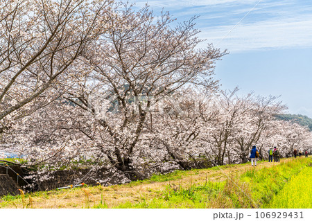 琴海戸根川の桜 【長崎市】 琴海戸根川の桜 【長崎市】 106929431