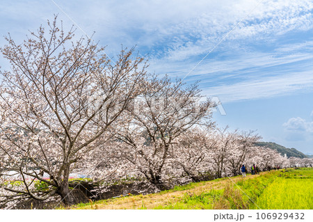 琴海戸根川の桜 【長崎市】 琴海戸根川の桜 【長崎市】 106929432