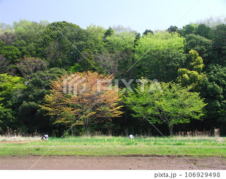 里山の農婦のいるネギ畑と春の森風景 里山の農婦のいるネギ畑と春の森風景 106929498