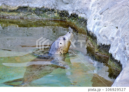 旭山動物園で展示中の知床で保護されたゴマフアザラシの赤ちゃん 旭山動物園で展示中の知床で保護されたゴマフアザラシの赤ちゃん 106929527
