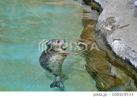 旭山動物園で展示中の知床で保護されたゴマフアザラシの赤ちゃん 106929533