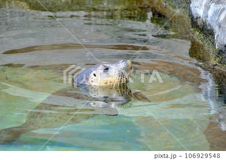 旭山動物園で展示中の知床で保護されたゴマフアザラシの赤ちゃん 106929548