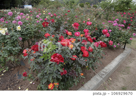 荒尾市　おもやい市民花壇　バラの花、 106929670