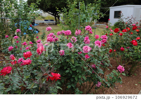 荒尾市　おもやい市民花壇　バラの花、 106929672