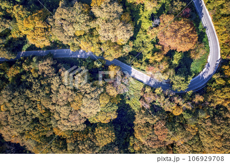 road between autumn trees road between autumn trees 106929708