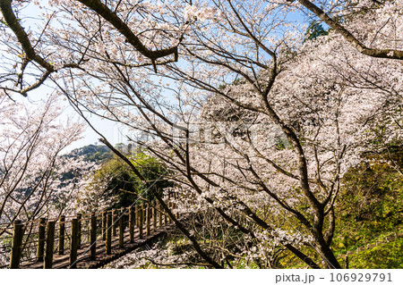 琴海中央公園の桜 【長崎市】 琴海中央公園の桜 【長崎市】 106929791