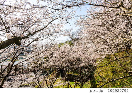 琴海中央公園の桜 【長崎市】 琴海中央公園の桜 【長崎市】 106929793