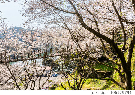琴海中央公園の桜 【長崎市】 琴海中央公園の桜 【長崎市】 106929794