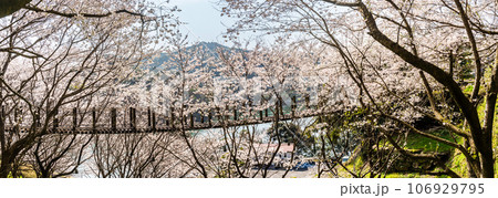 琴海中央公園の桜 パノラマ 【長崎市】 琴海中央公園の桜 パノラマ 【長崎市】 106929795