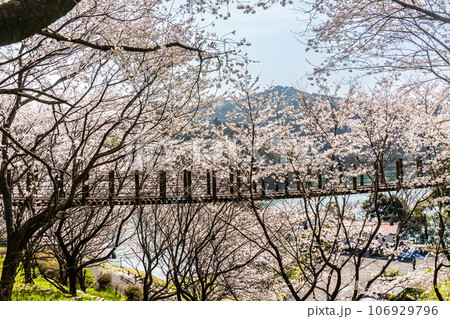 琴海中央公園の桜 【長崎市】 琴海中央公園の桜 【長崎市】 106929796