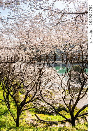 琴海中央公園の桜　【長崎市】 106929799