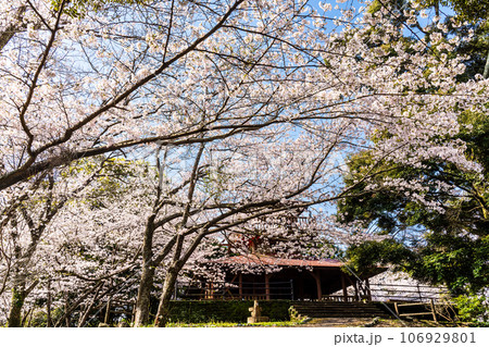 琴海中央公園の桜 【長崎市】 琴海中央公園の桜 【長崎市】 106929801