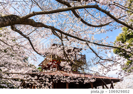 琴海中央公園の桜 【長崎市】 琴海中央公園の桜 【長崎市】 106929802