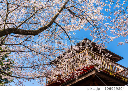琴海中央公園の桜 【長崎市】 琴海中央公園の桜 【長崎市】 106929804