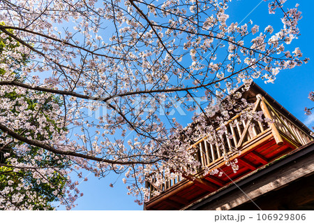 琴海中央公園の桜　【長崎市】 106929806