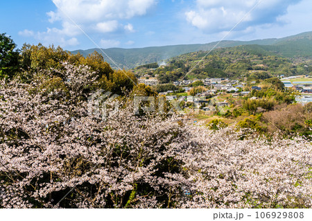 琴海中央公園の桜 【長崎市】 琴海中央公園の桜 【長崎市】 106929808
