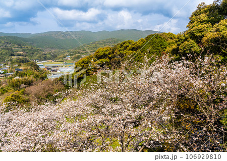 琴海中央公園の桜 【長崎市】 琴海中央公園の桜 【長崎市】 106929810