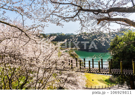琴海中央公園の桜 【長崎市】 琴海中央公園の桜 【長崎市】 106929811