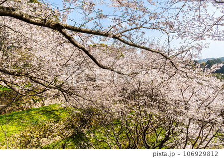 琴海中央公園の桜 【長崎市】 琴海中央公園の桜 【長崎市】 106929812