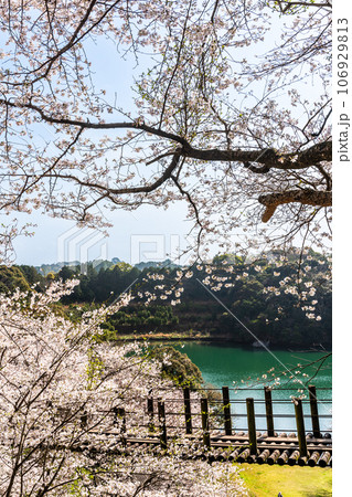 琴海中央公園の桜　【長崎市】 106929813