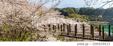琴海中央公園の桜 パノラマ 【長崎市】 琴海中央公園の桜 パノラマ 【長崎市】 106929815