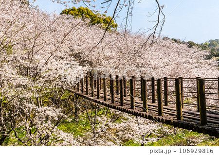 琴海中央公園の桜 【長崎市】 琴海中央公園の桜 【長崎市】 106929816