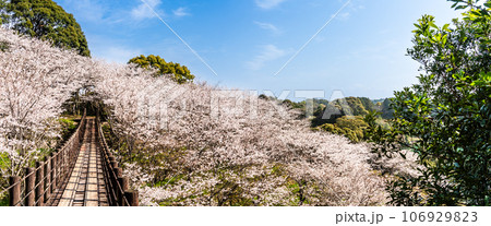 琴海中央公園の桜 パノラマ 【長崎市】 琴海中央公園の桜 パノラマ 【長崎市】 106929823