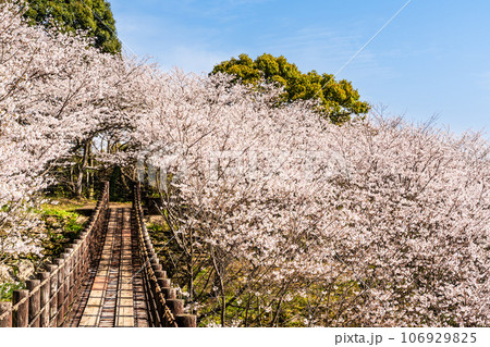 琴海中央公園の桜 【長崎市】 琴海中央公園の桜 【長崎市】 106929825