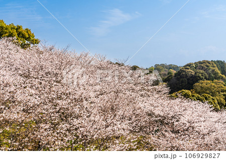 琴海中央公園の桜　【長崎市】 106929827