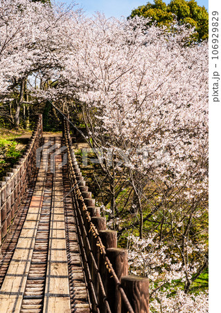 琴海中央公園の桜　【長崎市】 106929829